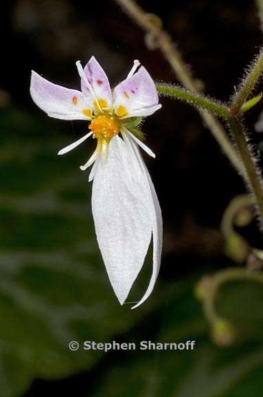 saxifraga stolonifera graphic